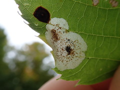 Phyllonorycter tiliacella