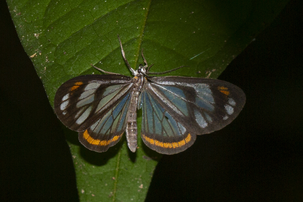 Dioptis cyma
