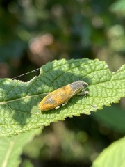 Gasteroclisus