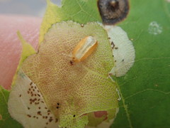 Phyllonorycter tiliacella