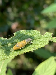 Gasteroclisus