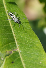 Tanyochraethes clathratus