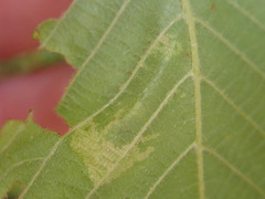 Phyllonorycter tritaenianella
