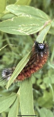 Chilesia
