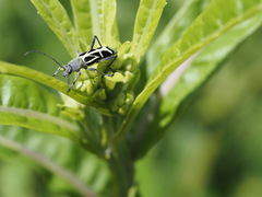 Tanyochraethes clathratus