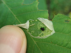 Phyllonorycter tritaenianella