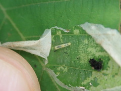 Phyllonorycter tritaenianella