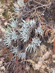 Dudleya densiflora