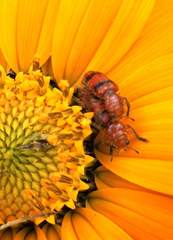 Dologenitus nigrocinctus