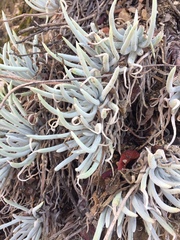 Dudleya densiflora