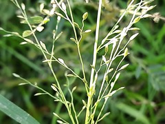 Eragrostis minor