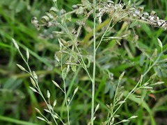 Eragrostis minor