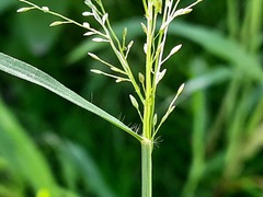 Eragrostis minor