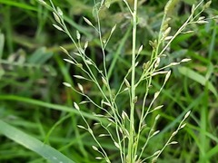 Eragrostis minor