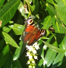 Aglais io