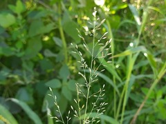 Eragrostis minor