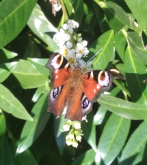 Aglais io