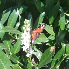 Aglais io
