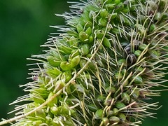 Setaria verticillata