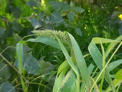 Setaria verticillata