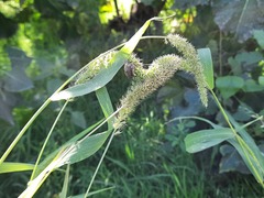 Setaria verticillata