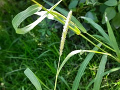 Setaria verticillata