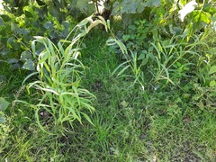 Setaria verticillata