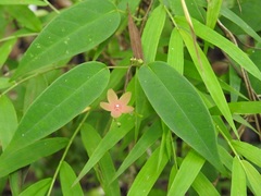 Ruehssia sumiderensis