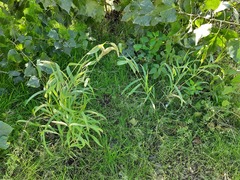 Setaria verticillata