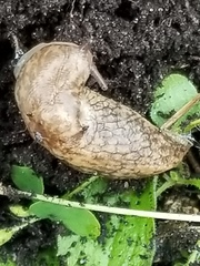 Deroceras reticulatum