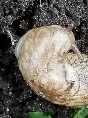 Deroceras reticulatum