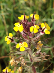Triphysaria eriantha