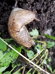 Deroceras reticulatum