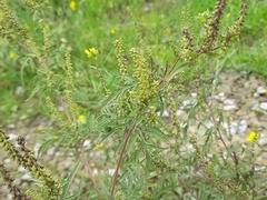 Ambrosia artemisiifolia