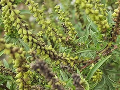 Ambrosia artemisiifolia