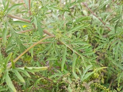 Ambrosia artemisiifolia