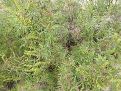 Ambrosia artemisiifolia