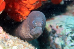 Gymnothorax unicolor