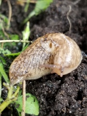 Deroceras reticulatum