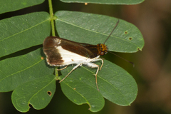 Vettius triangularis