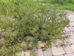 Ambrosia artemisiifolia