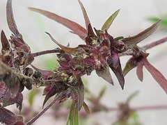 Ambrosia artemisiifolia