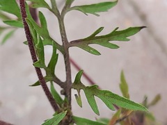 Ambrosia artemisiifolia