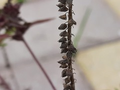 Ambrosia artemisiifolia