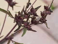 Ambrosia artemisiifolia