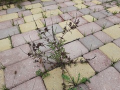 Ambrosia artemisiifolia