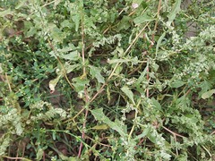 Atriplex tatarica