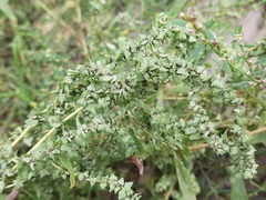 Atriplex tatarica