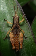 Eujivarus meridionalis