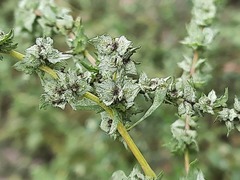 Atriplex tatarica